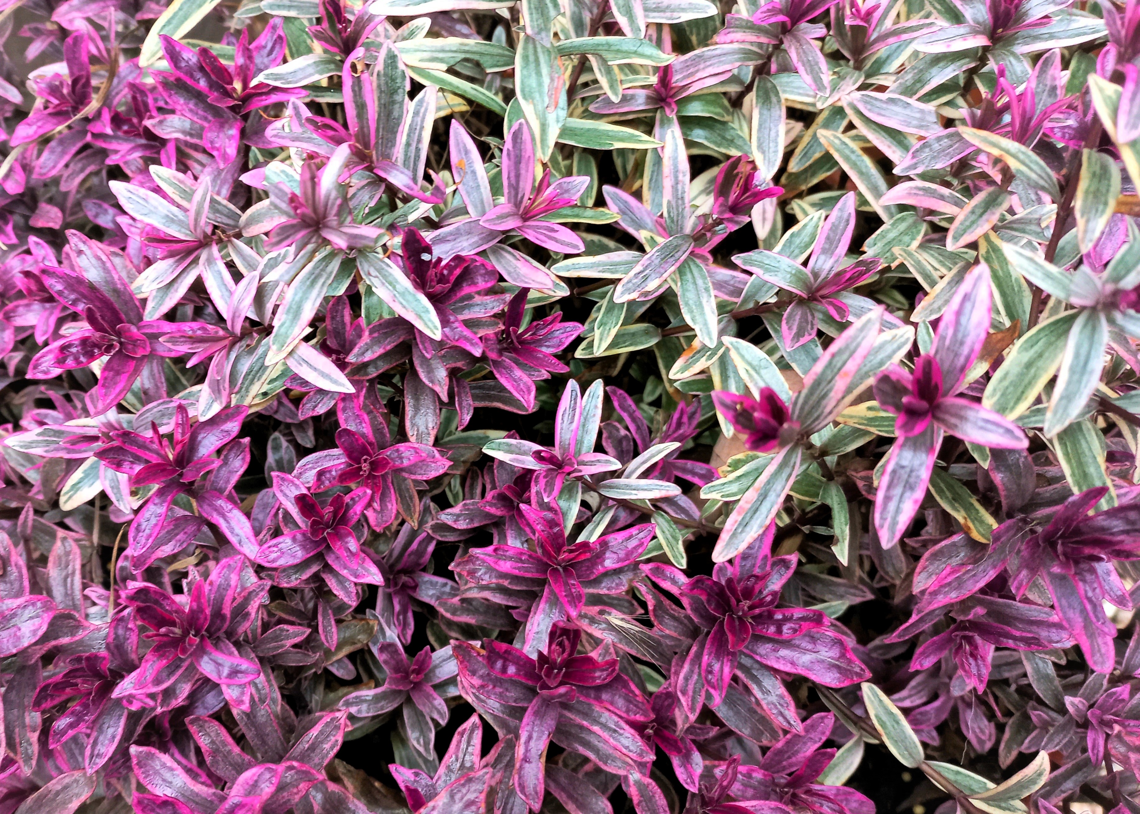 Monheimer Blumenmarkt